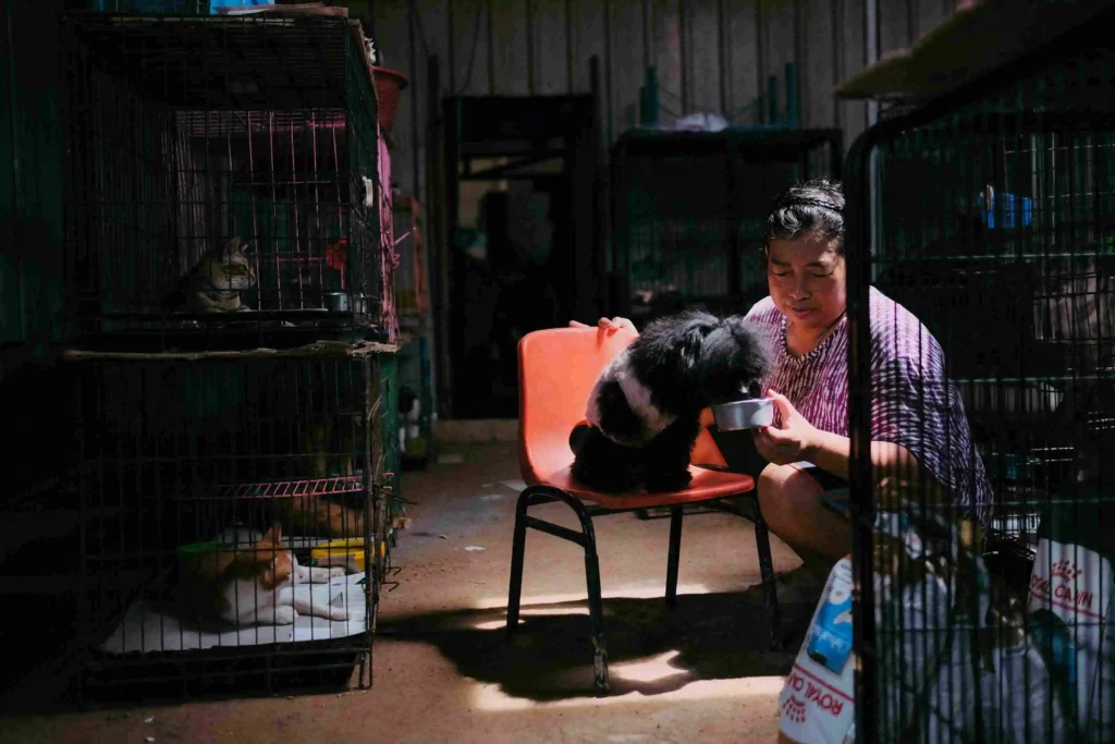 Animal shelters need volunteer help to feed and socialize animals. 